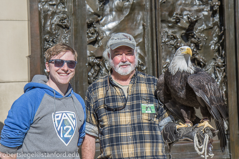 bald eagle